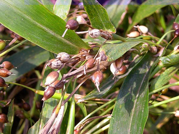 島根産 はとむぎ茶 10g×16袋 – 株式会社茶三代一