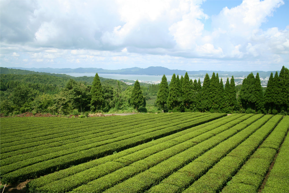 島根県産 有機番茶 100g – 株式会社茶三代一