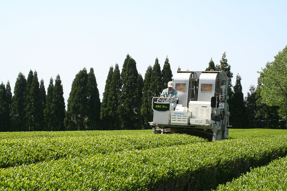 島根県産 有機番茶 100g – 株式会社茶三代一