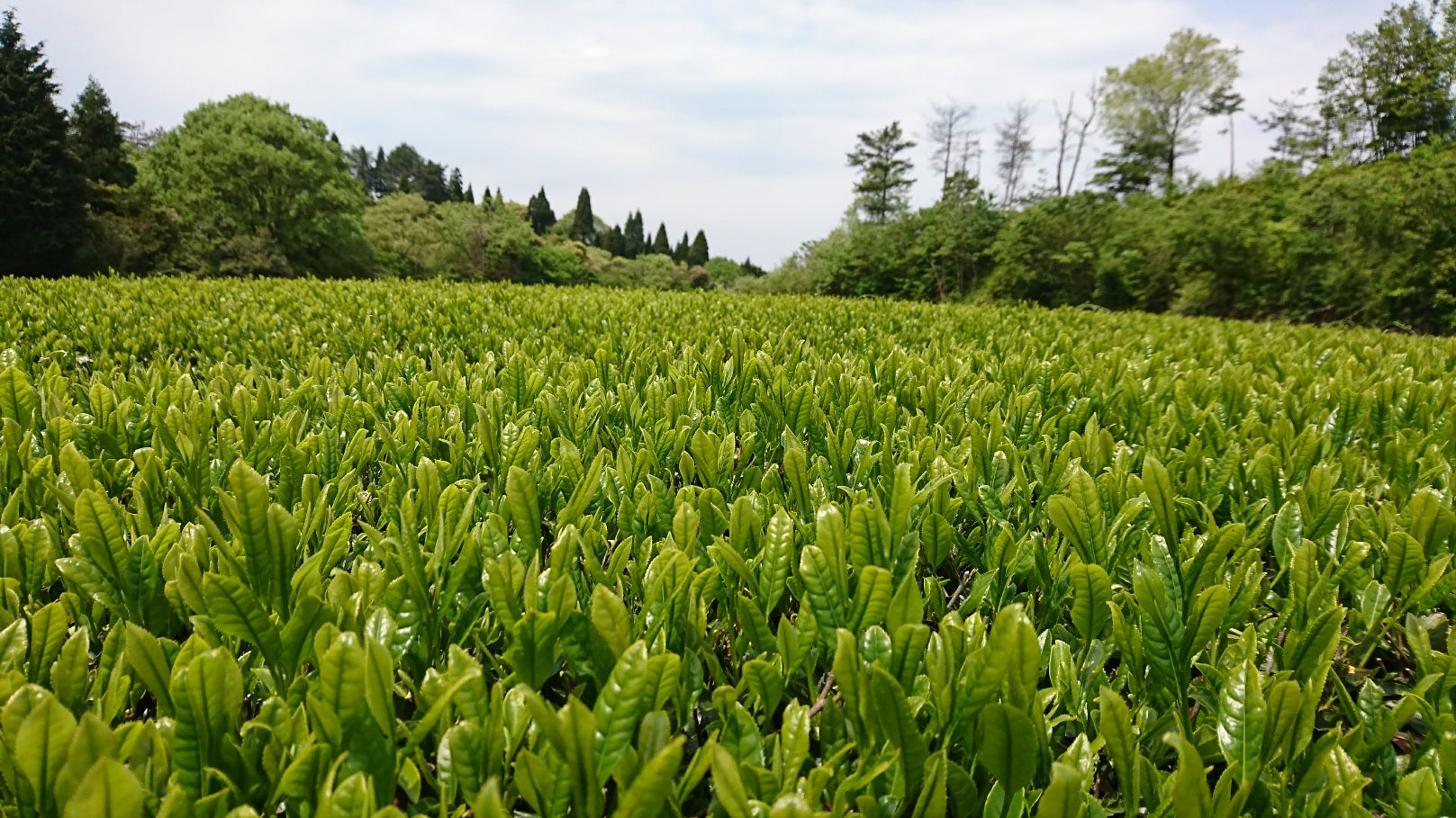 島根県産 有機番茶 100g – 株式会社茶三代一